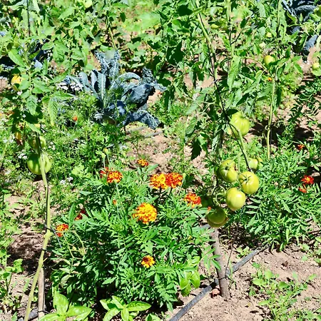 Associacao Quinta Relvas Branca