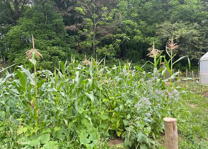 Фермерский дом Associacao Quinta Relvas Branca