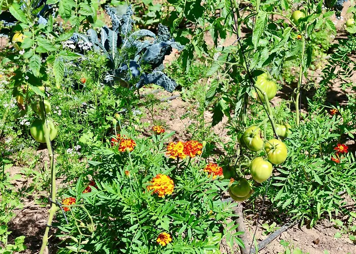 Associacao Quinta Relvas Branca